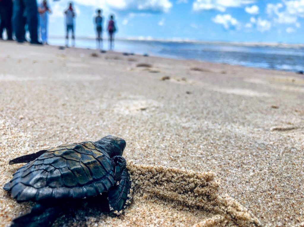 Cozumel sea turtle diving at 50 feet during SCUBA trip