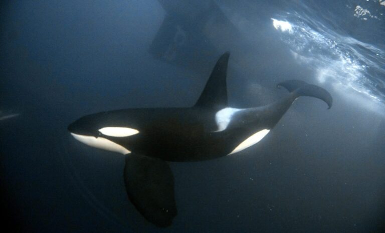 Diving with Orcas Adventure