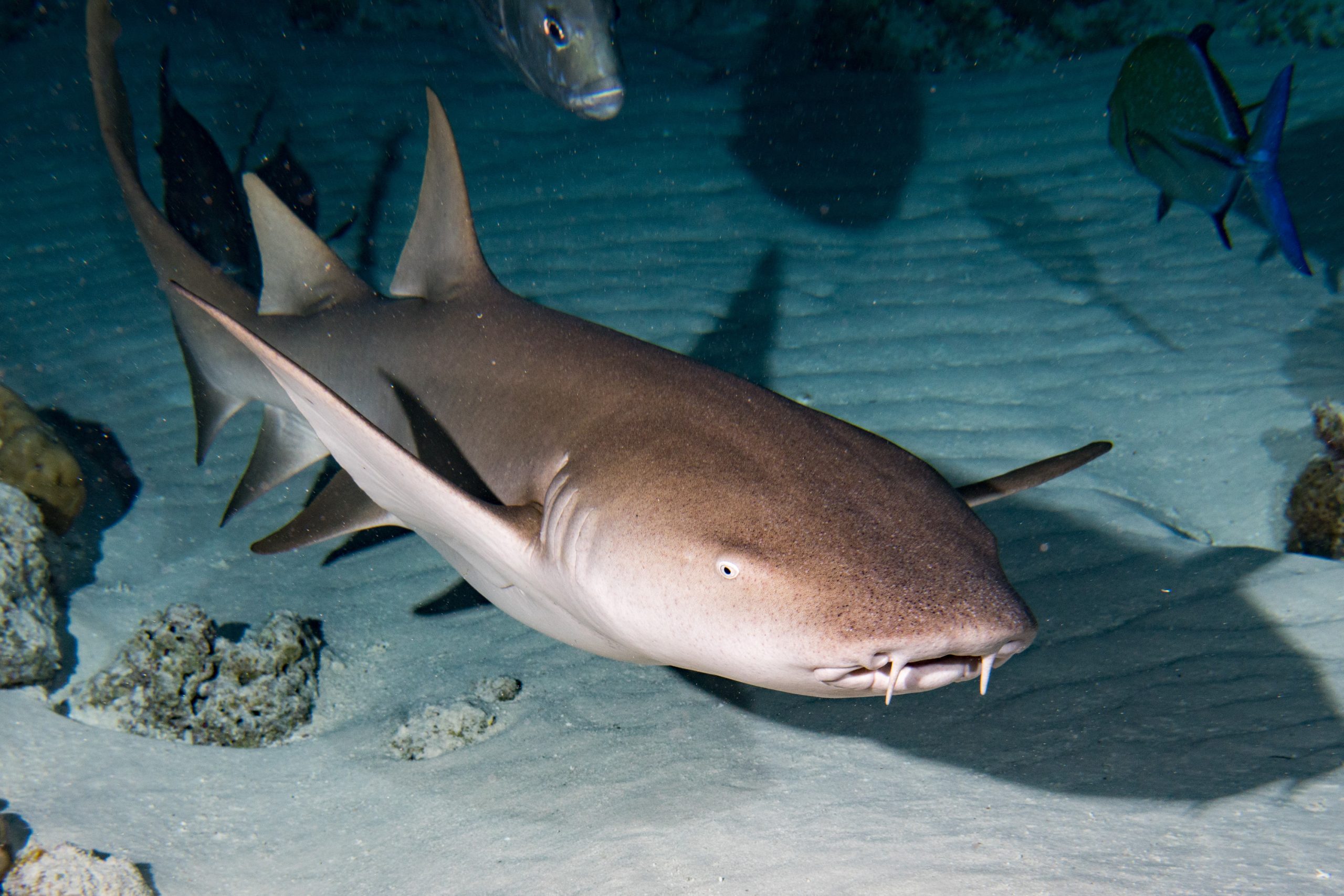 The Simple Explanation Behind Unexpected Nurse Shark Attacks